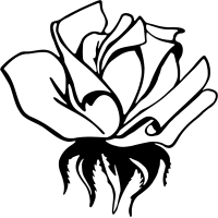 Rosa 02 (varie misure)