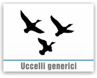 Uccelli generici